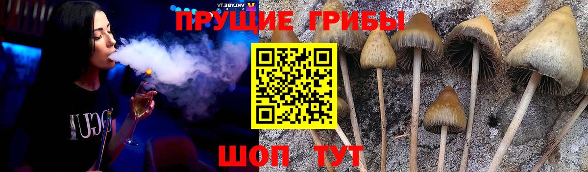 Североуральск  Псилоцибиновые грибы Cubensis  Вход с VPN 